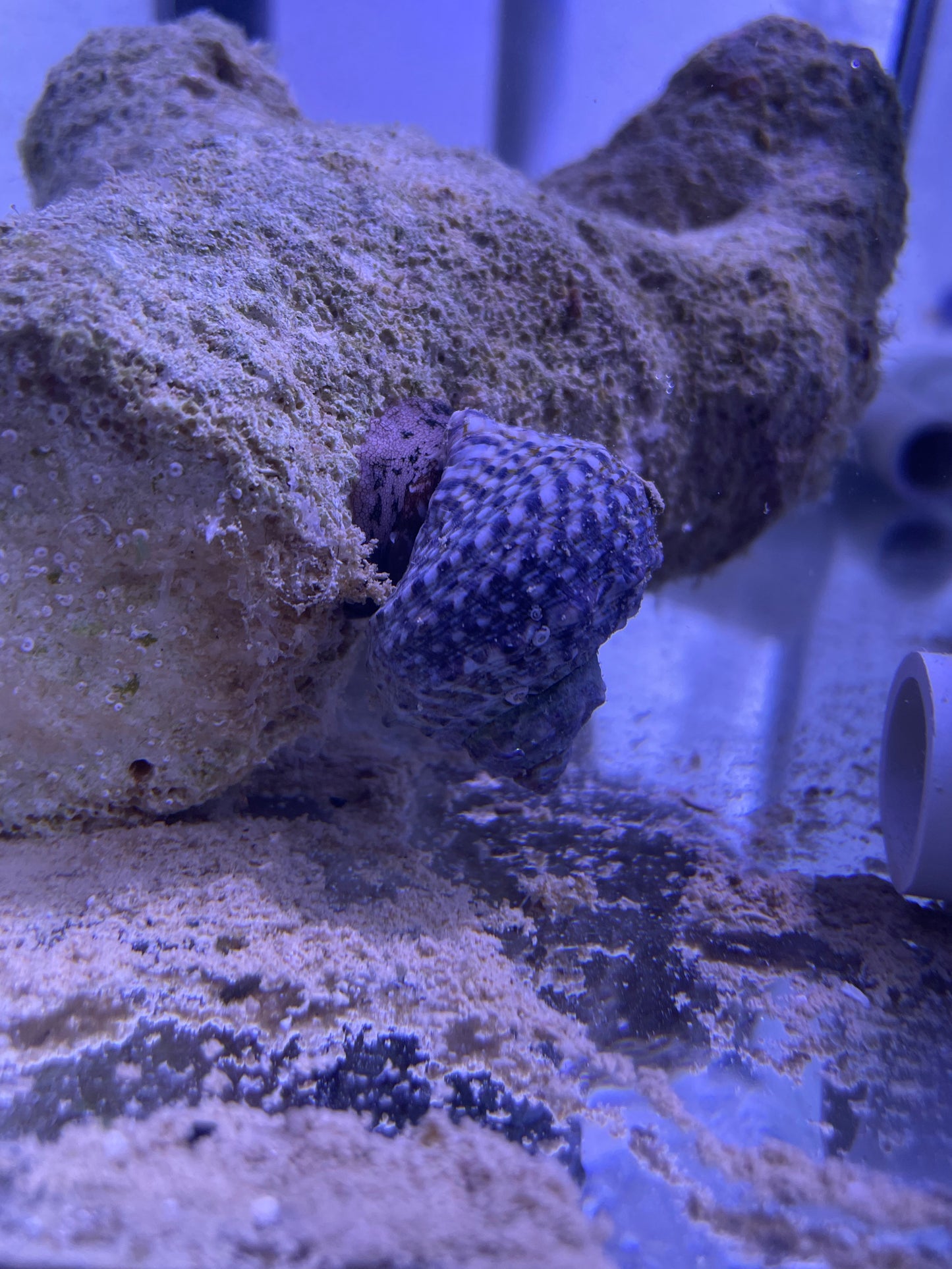 Turbo snail