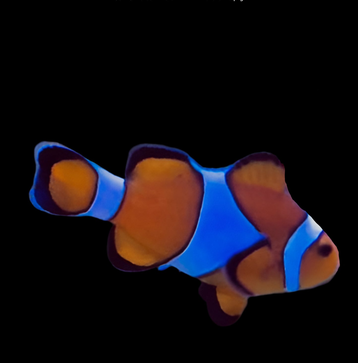 Ocellaris Clownfish (Captive Bred)