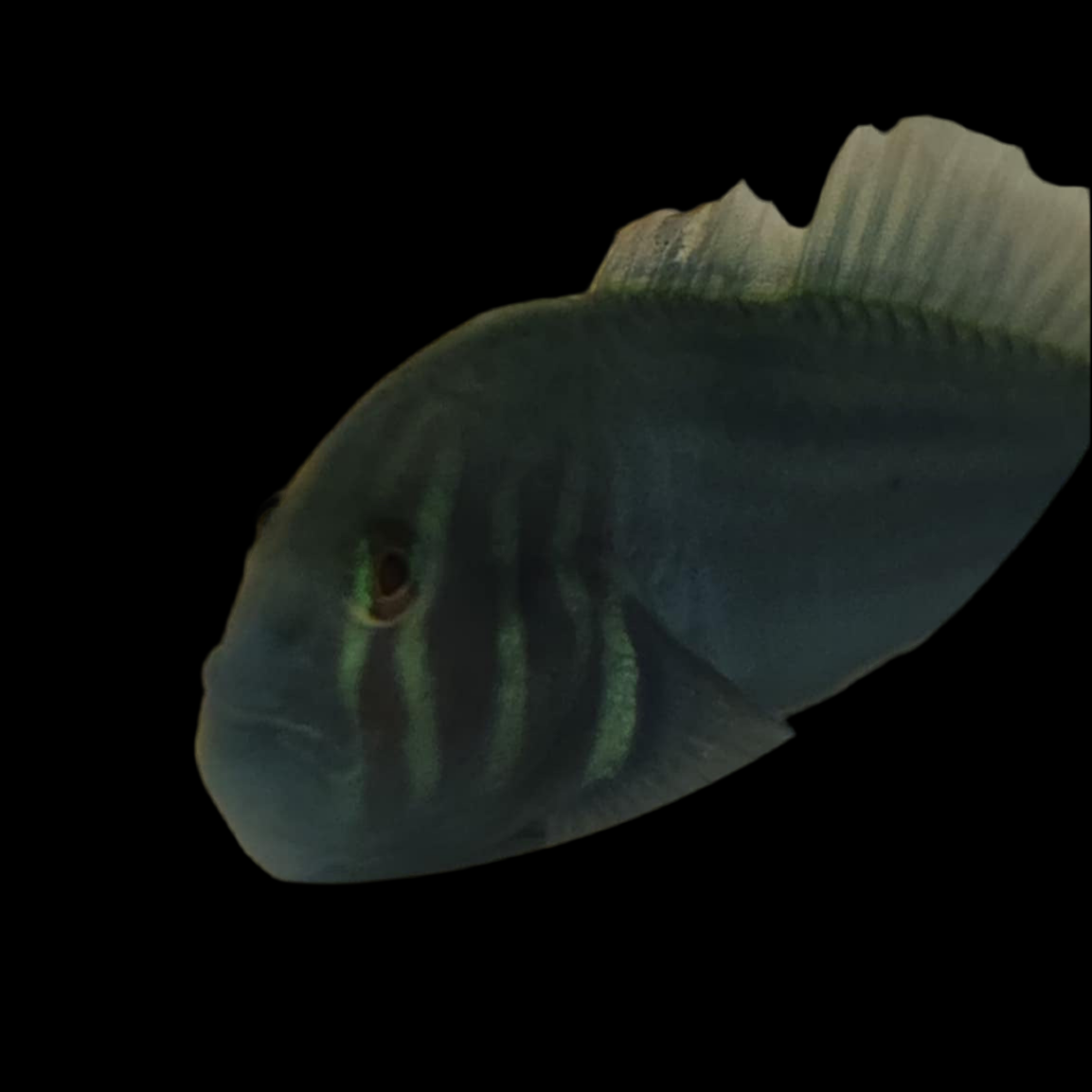 Green Clown Goby