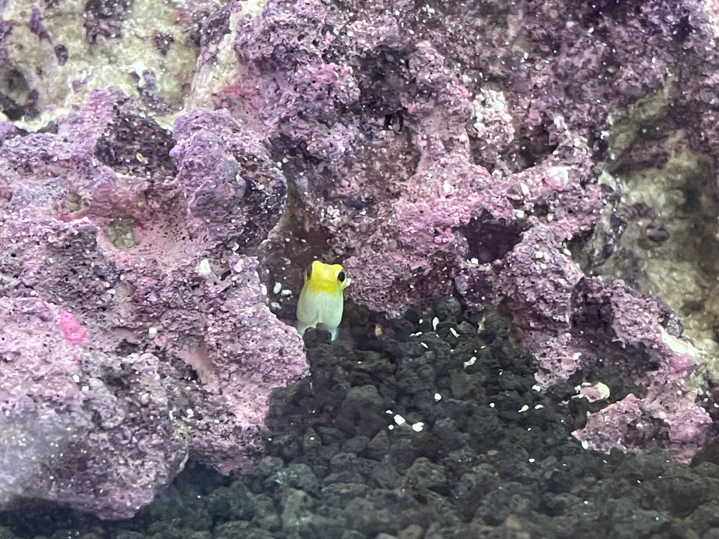 Yellowhead Jawfish