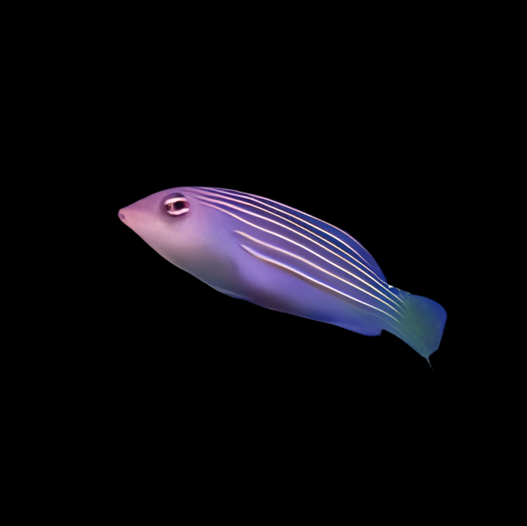 6 Line Wrasse