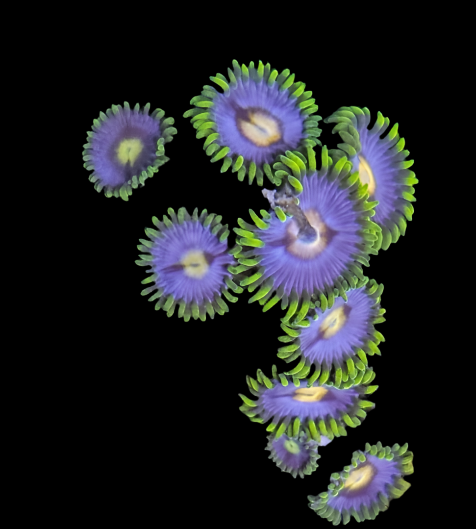 Blowpop Zoanthid Frag