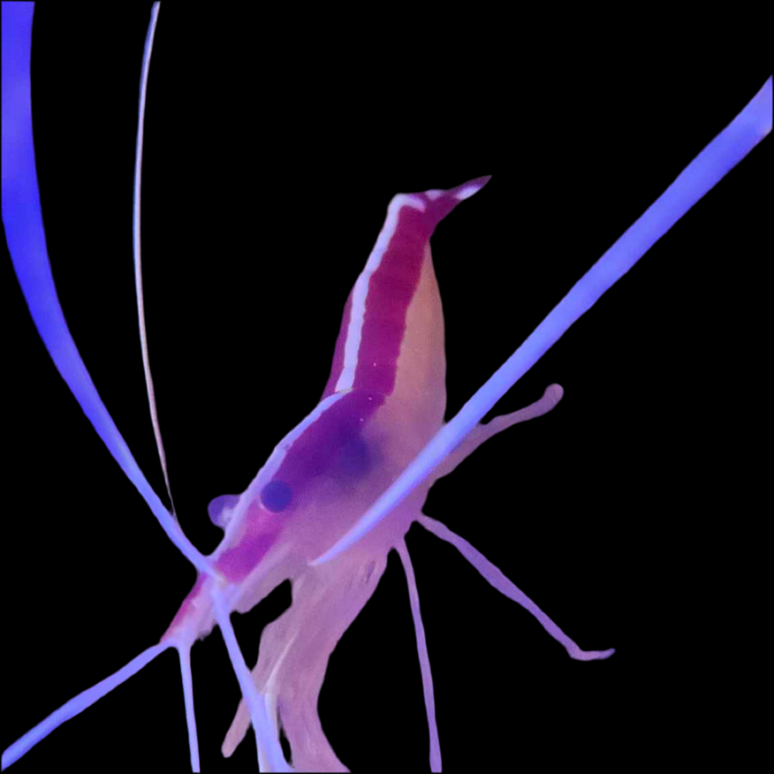 Skunk Cleaner Shrimp