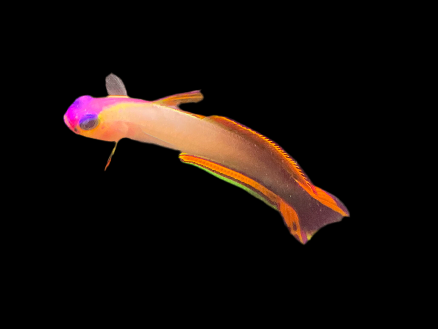 Purple Firefish