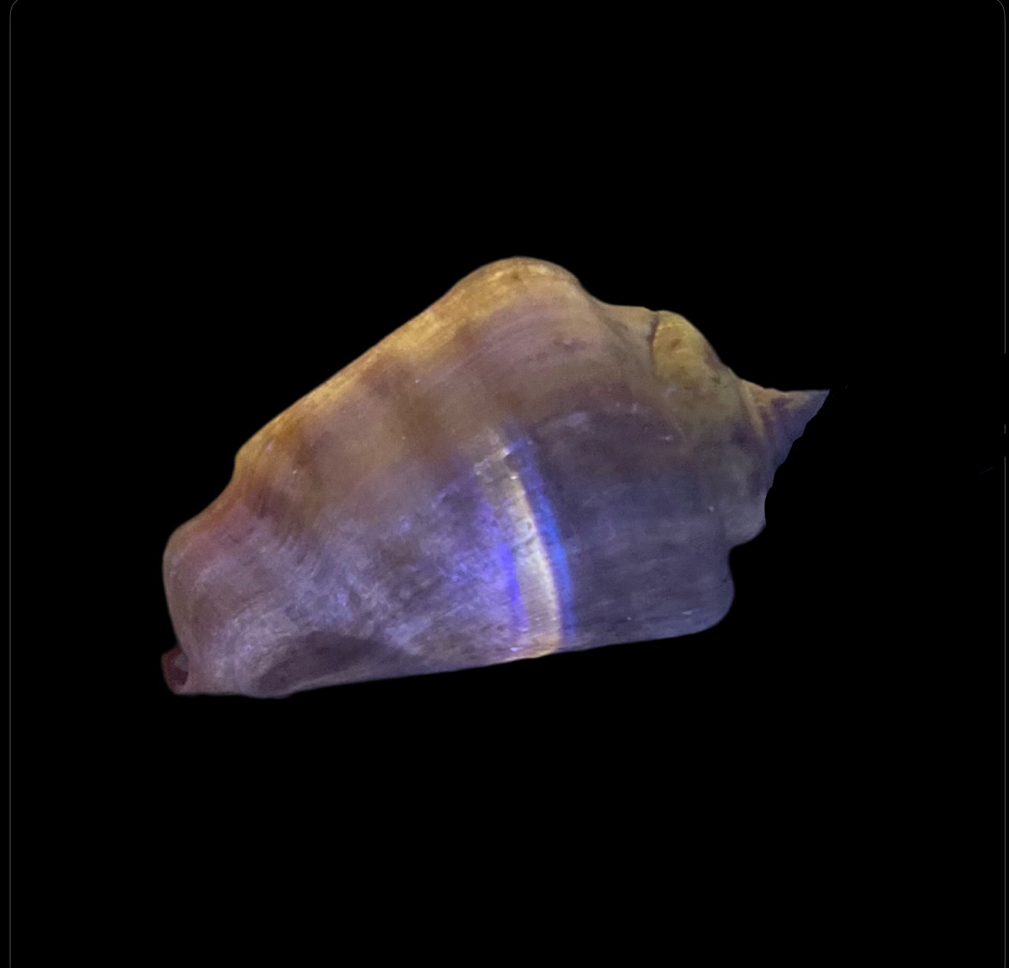 Sand Sifting conch