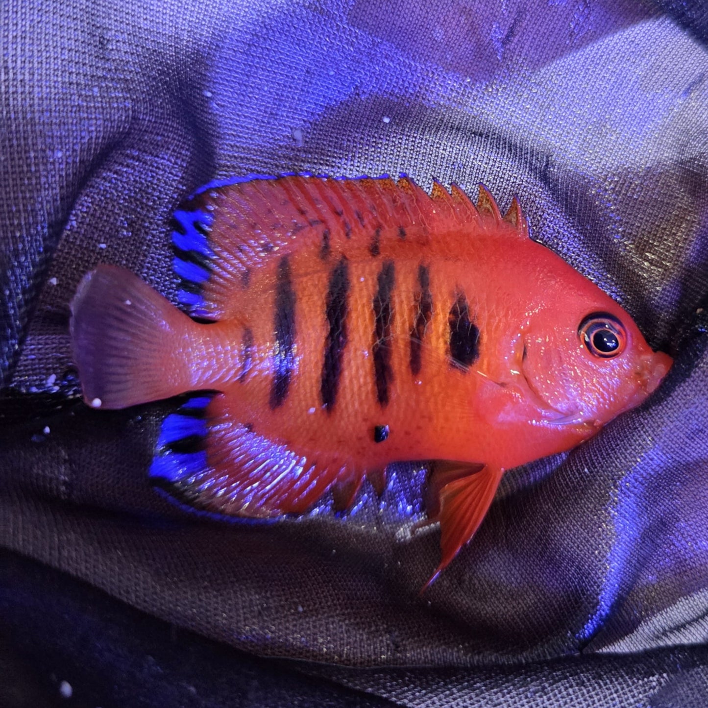 Flame Angelfish