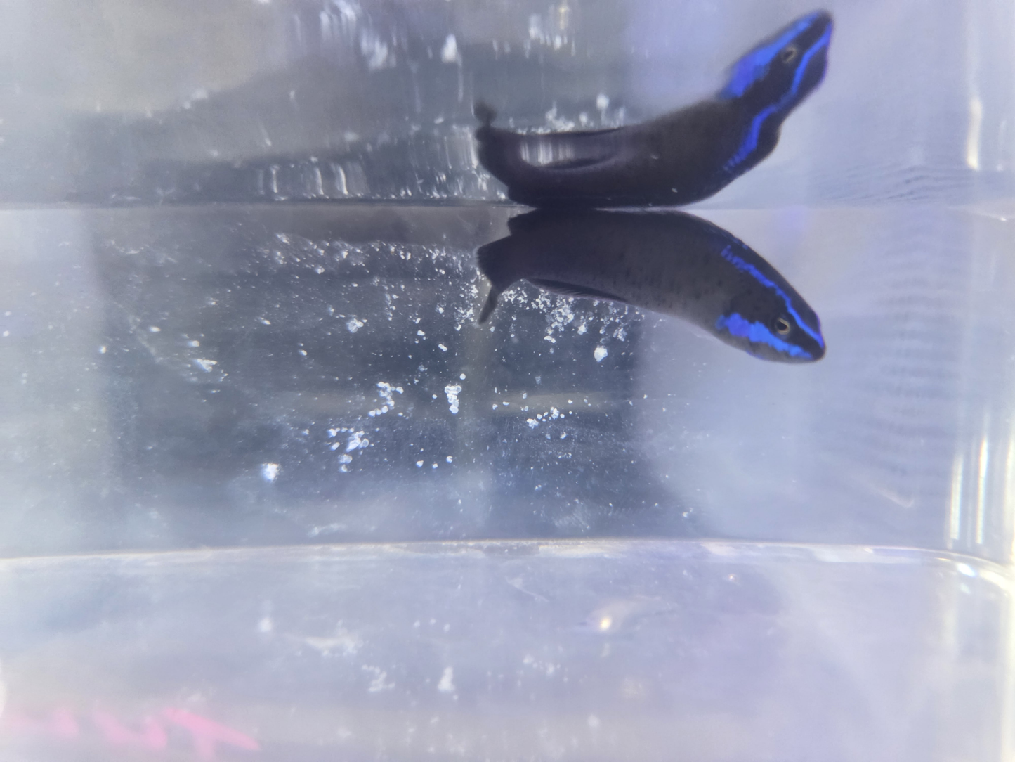 Dottyback Springers (CB)