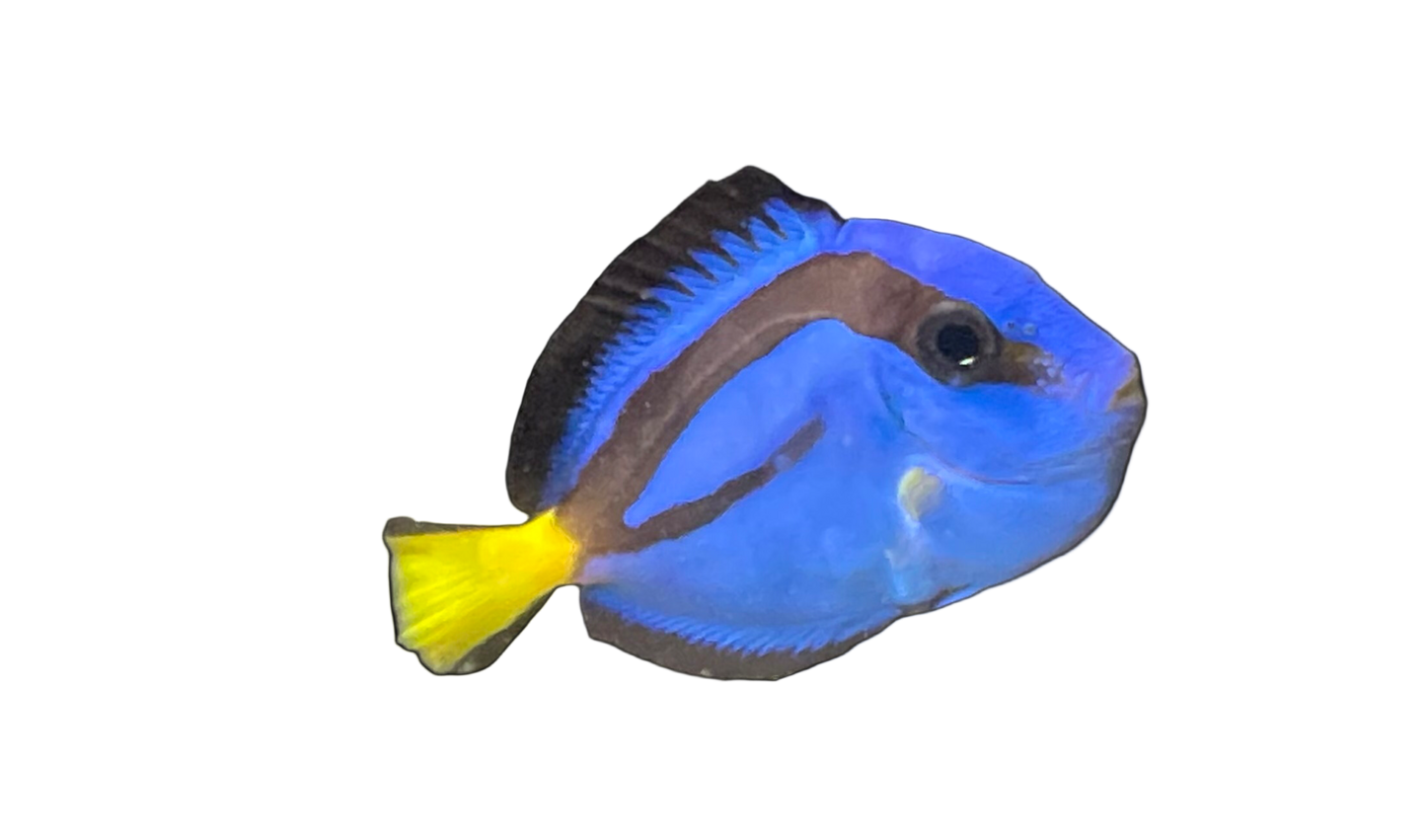 Blue Hippo Tang (CB)