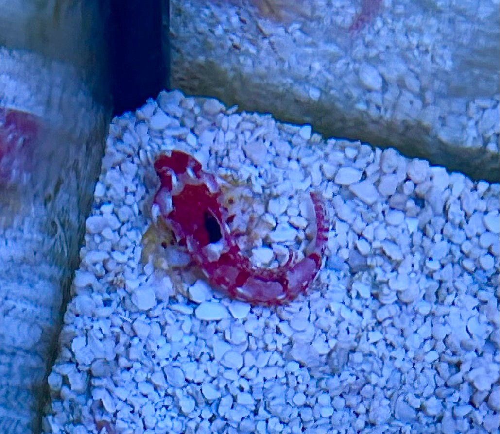 Ruby Red Scooter Blenny
