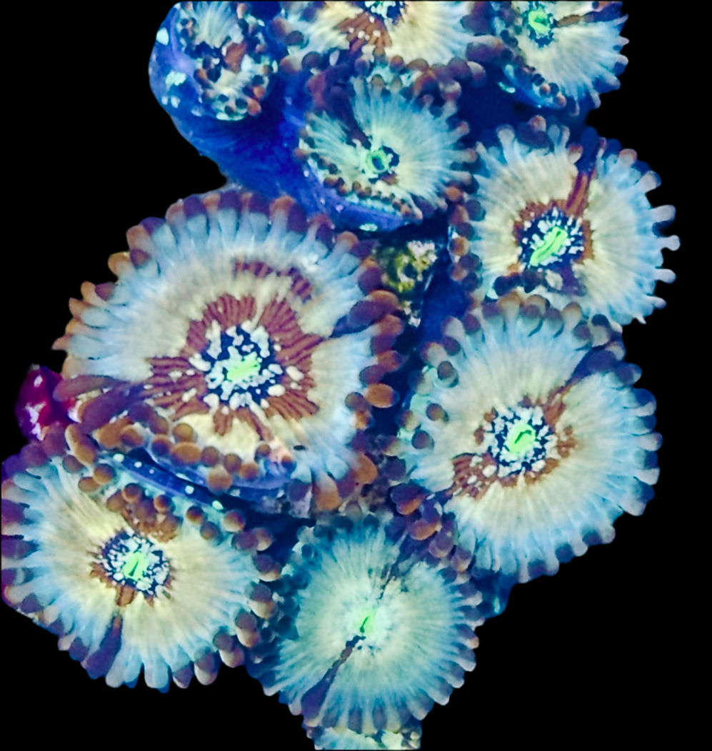Séduction Zoanthid Frag