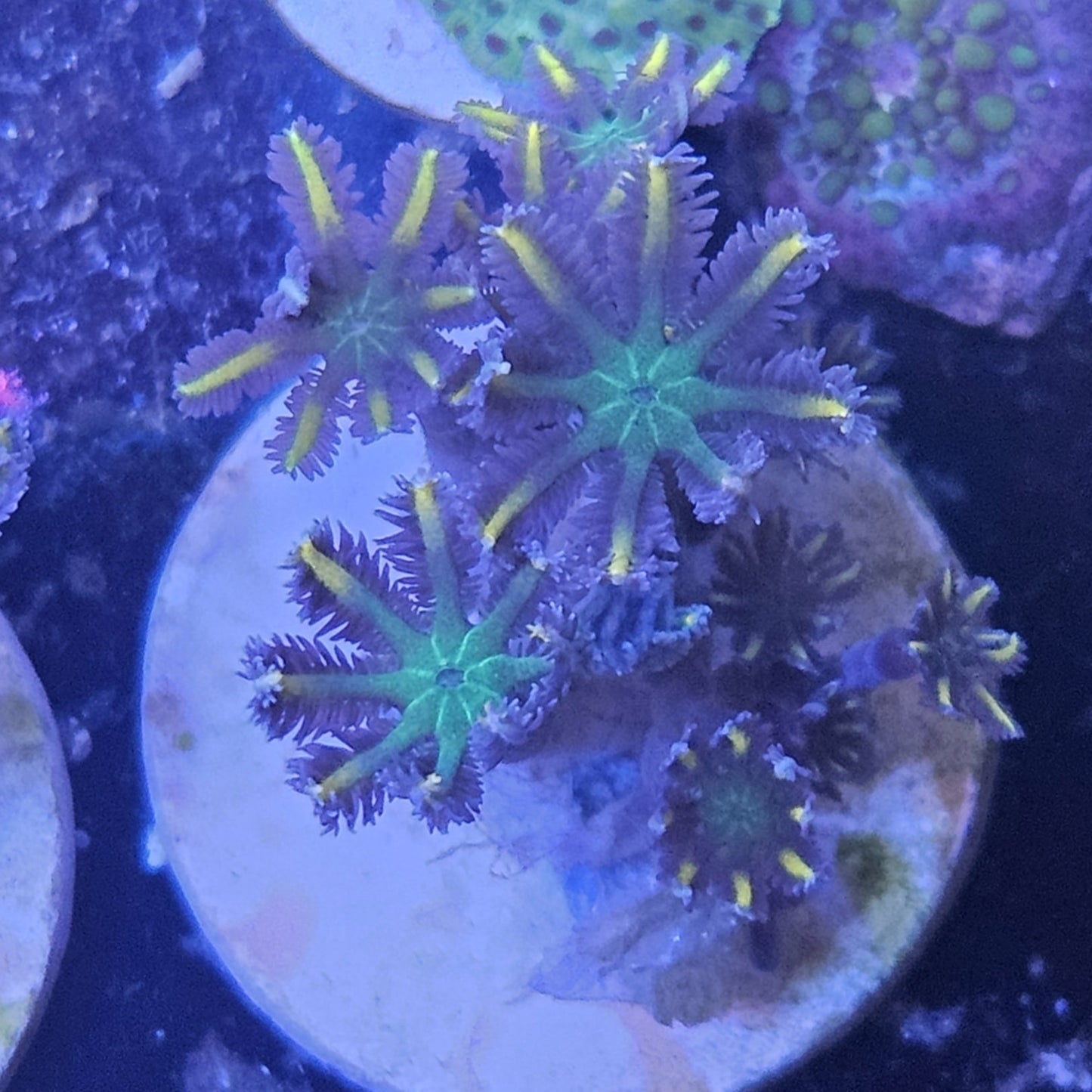 Clove Polyps