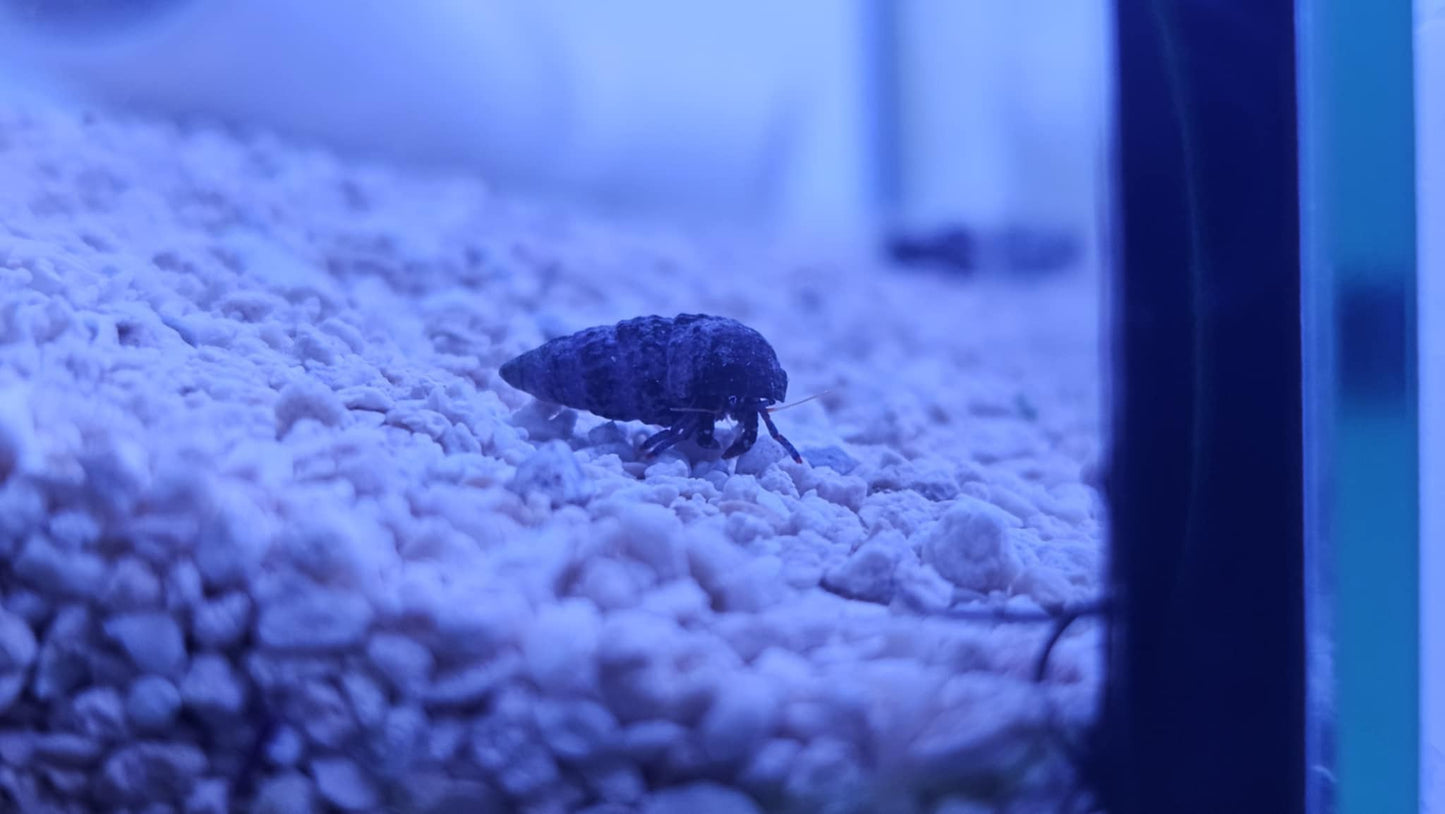 Blue leg Hermit Crab