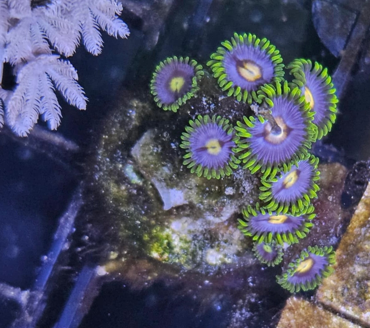 Blowpop Zoanthid Frag