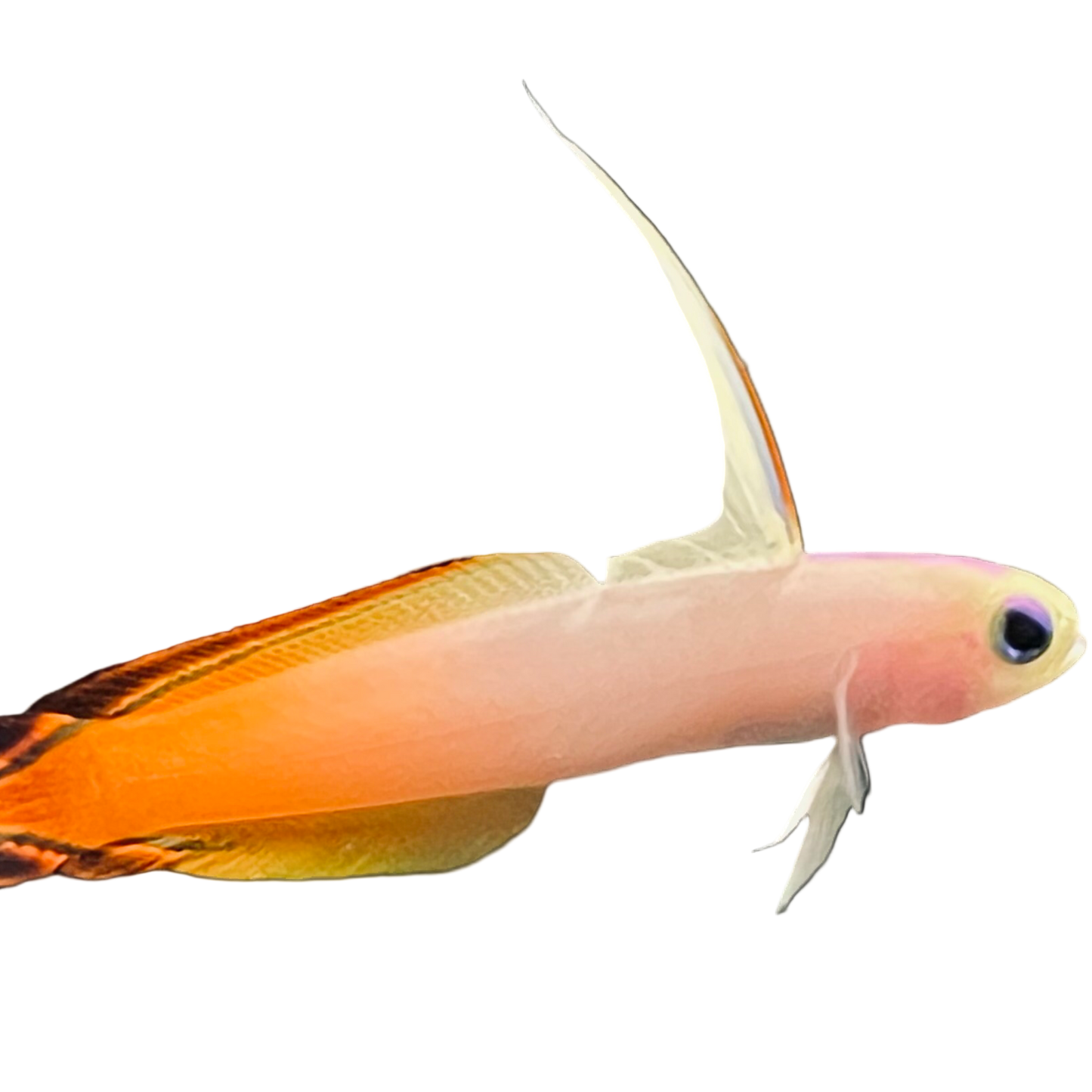 Firefish