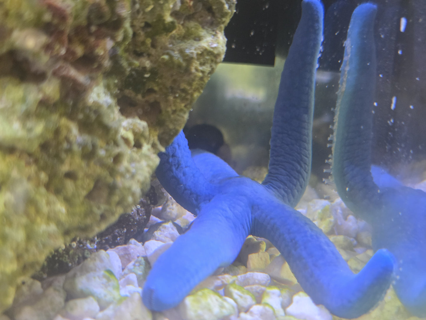 Linckia Starfish - Bleu