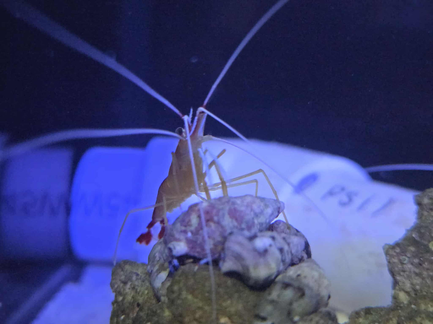 Skunk Cleaner Shrimp