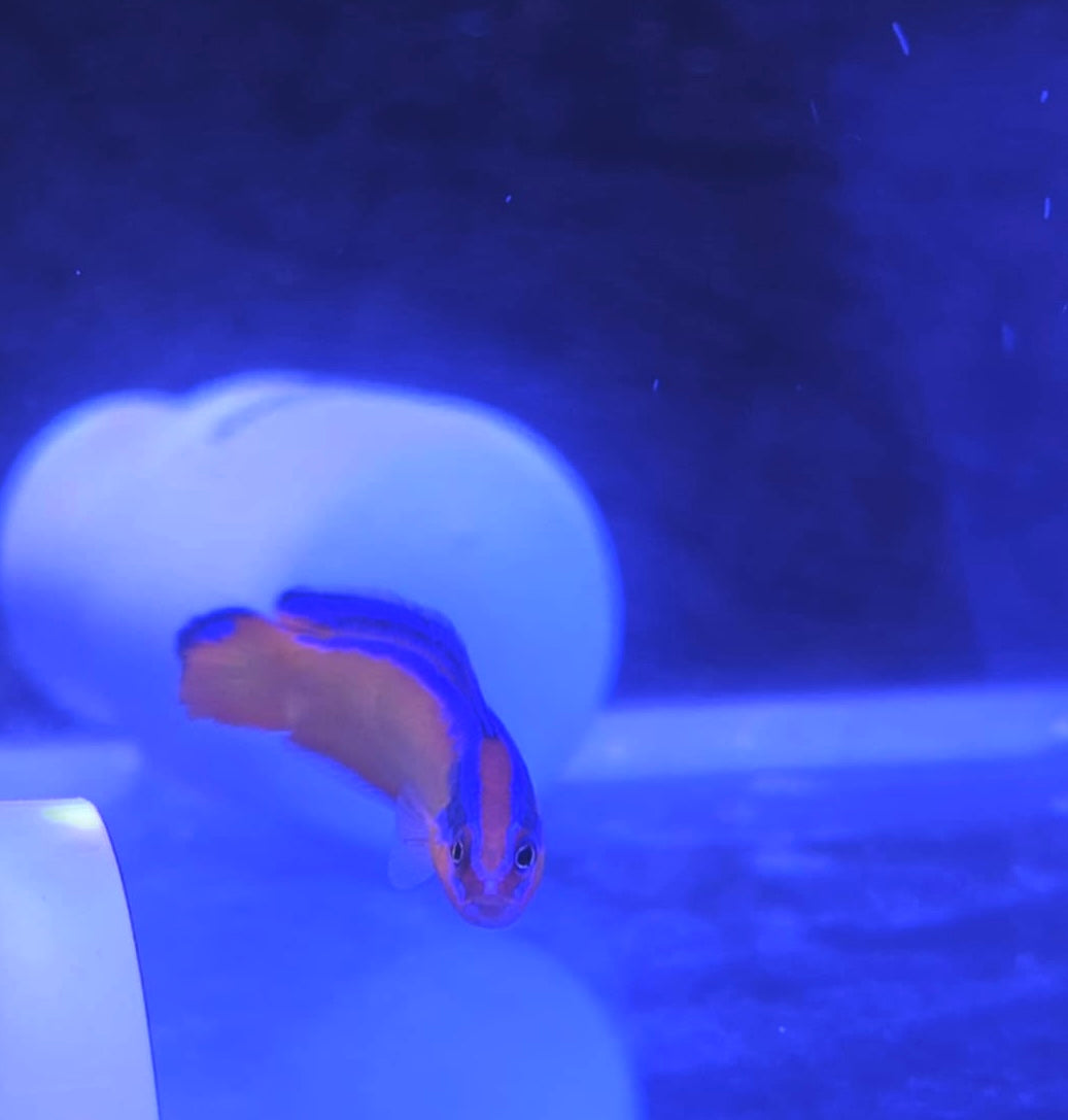 Neon Dottyback