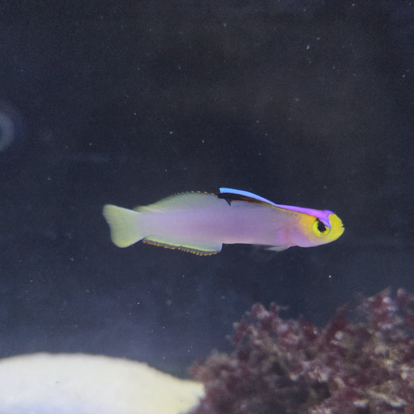 Helfrechi Firefish