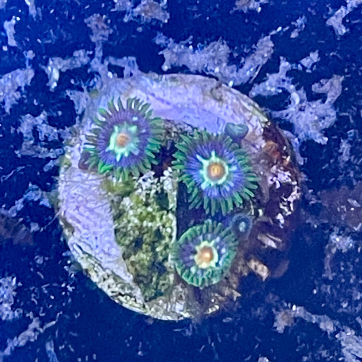 Pinwheel Zoanthid