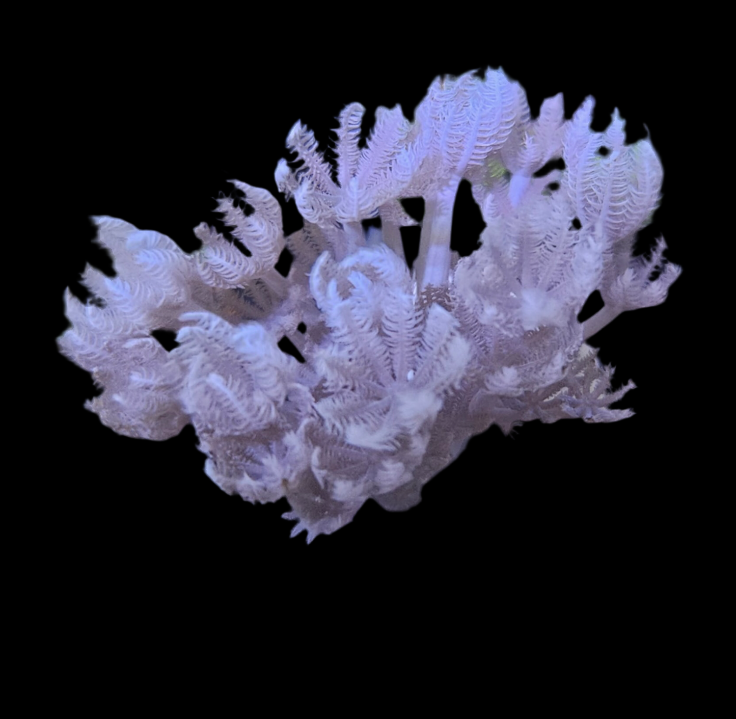 Pulsing Xenia