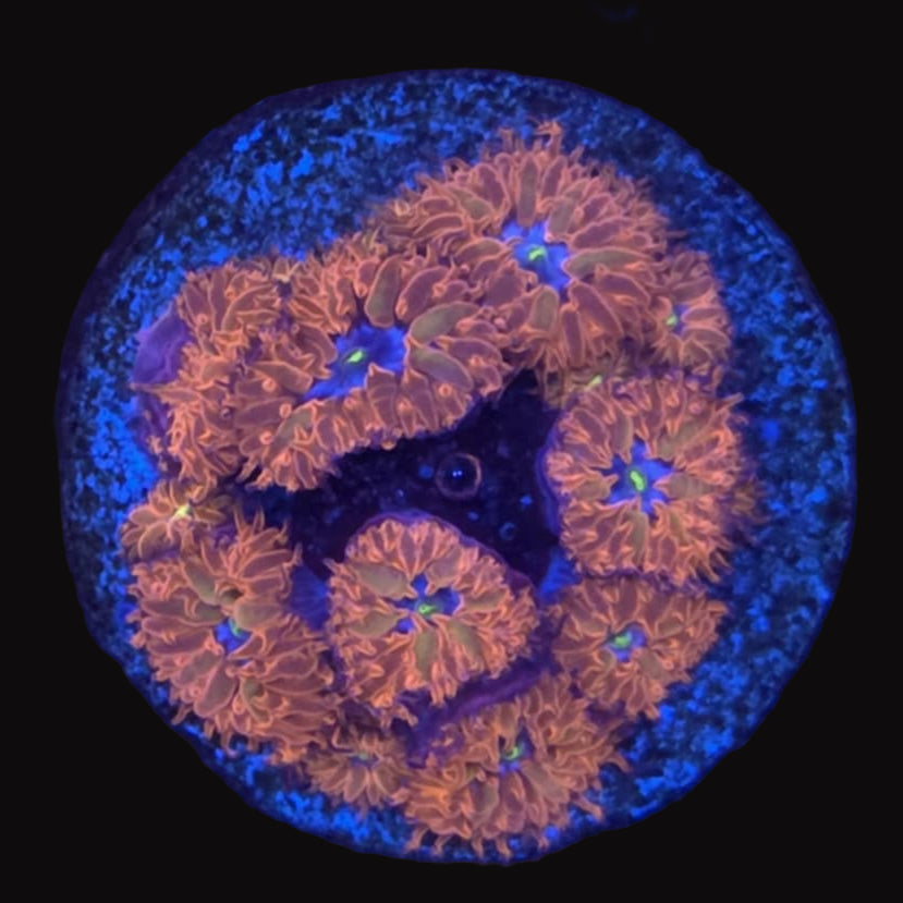 Blue Raven Blastomussa Merletti