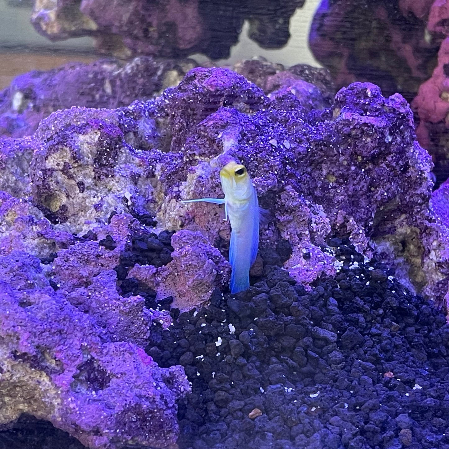 Yellowhead Jawfish