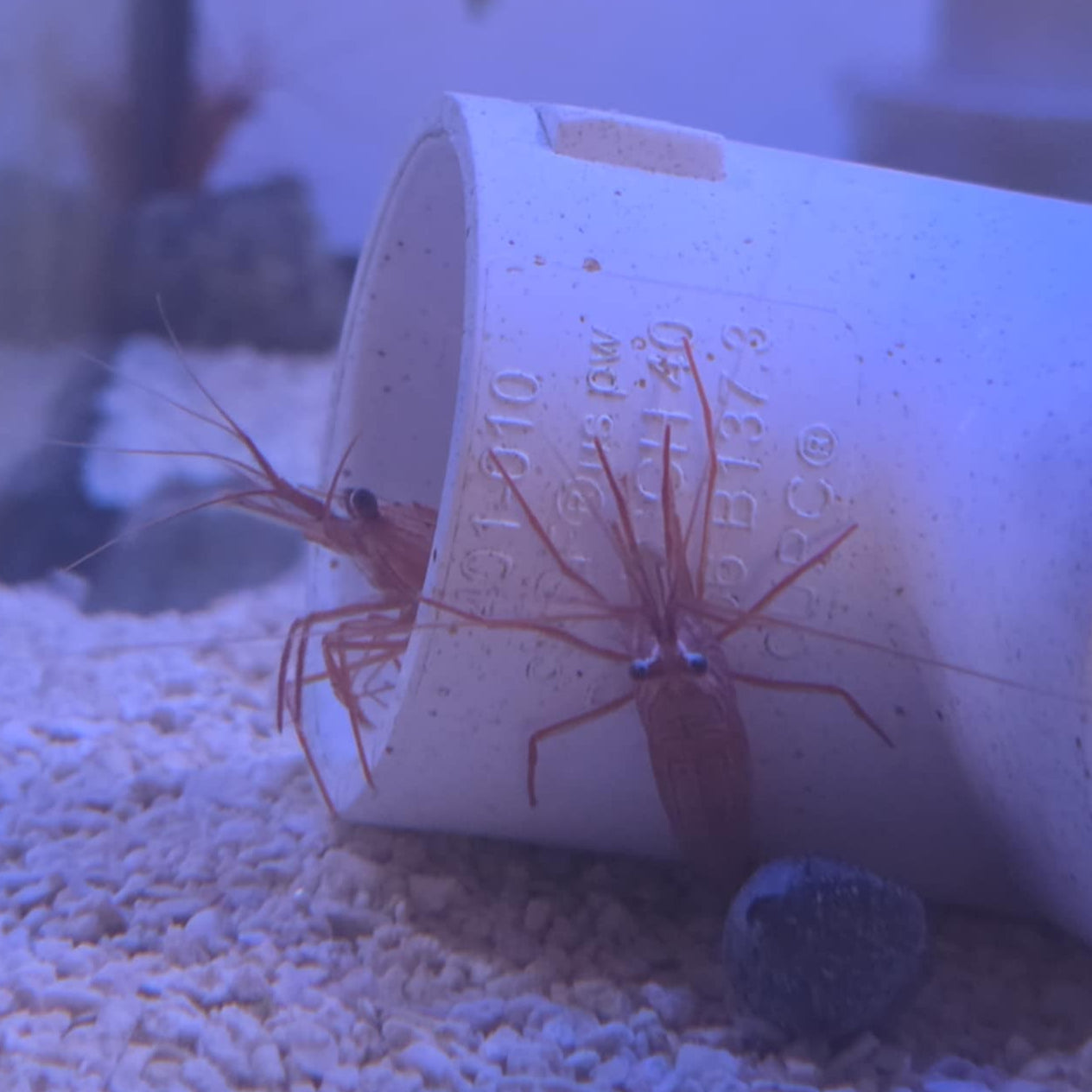 Peppermint Shrimp - CB