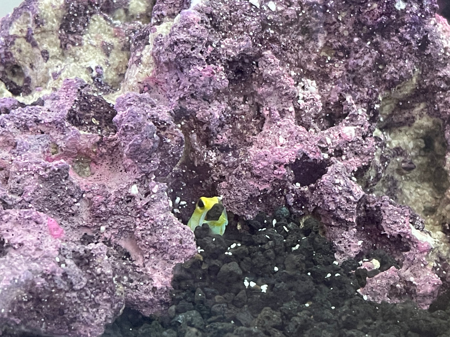Yellowhead Jawfish