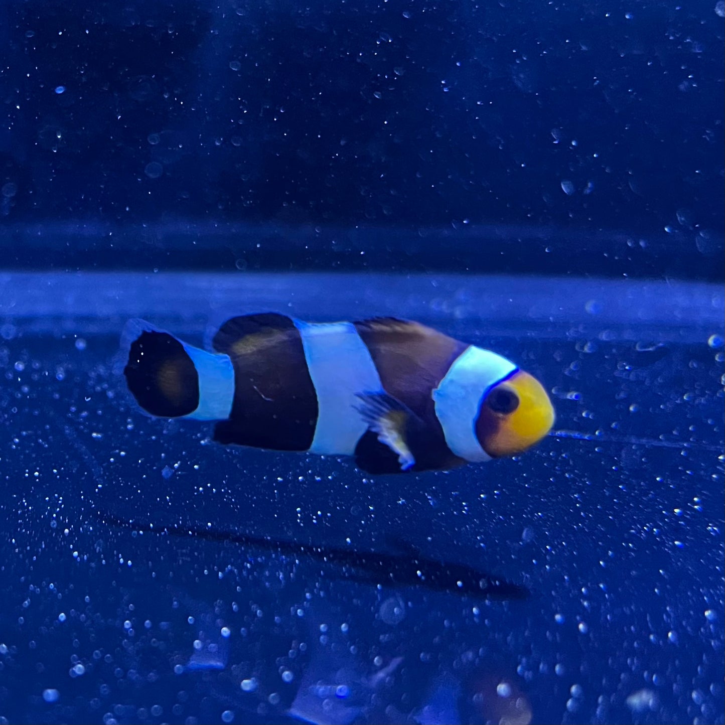Black Ocellaris Clownfish (CB)