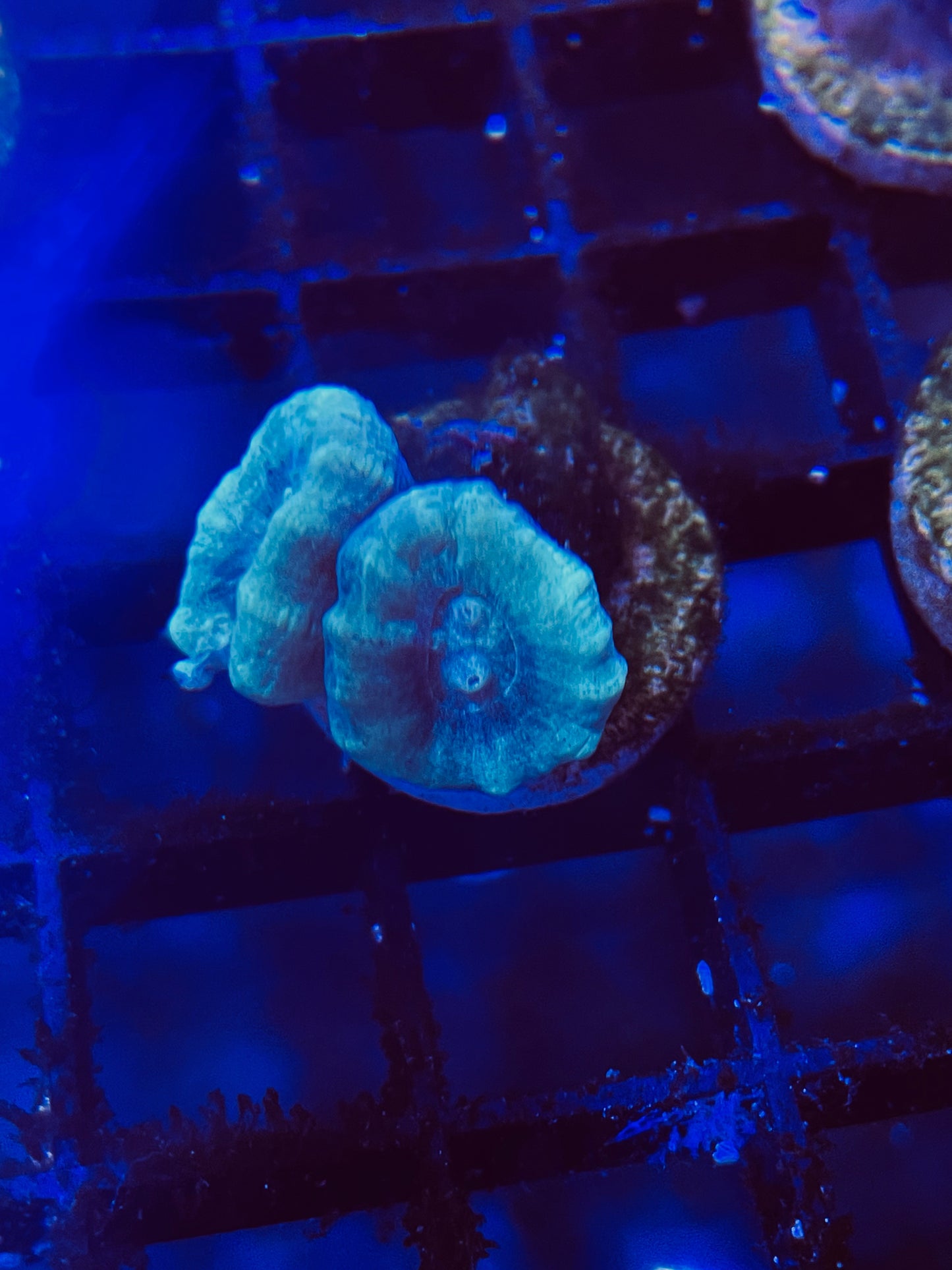 Blue Candy Cane