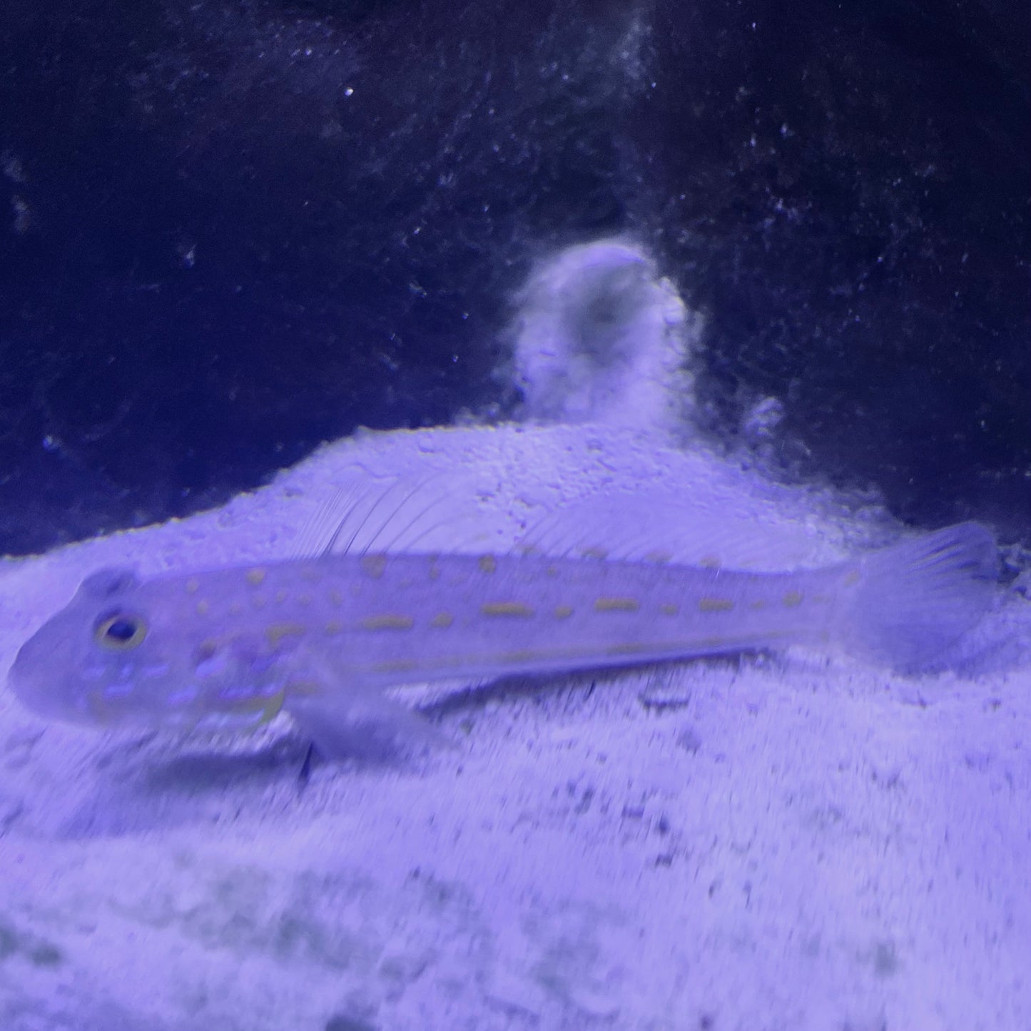 Orange Spot Sleeper Goby