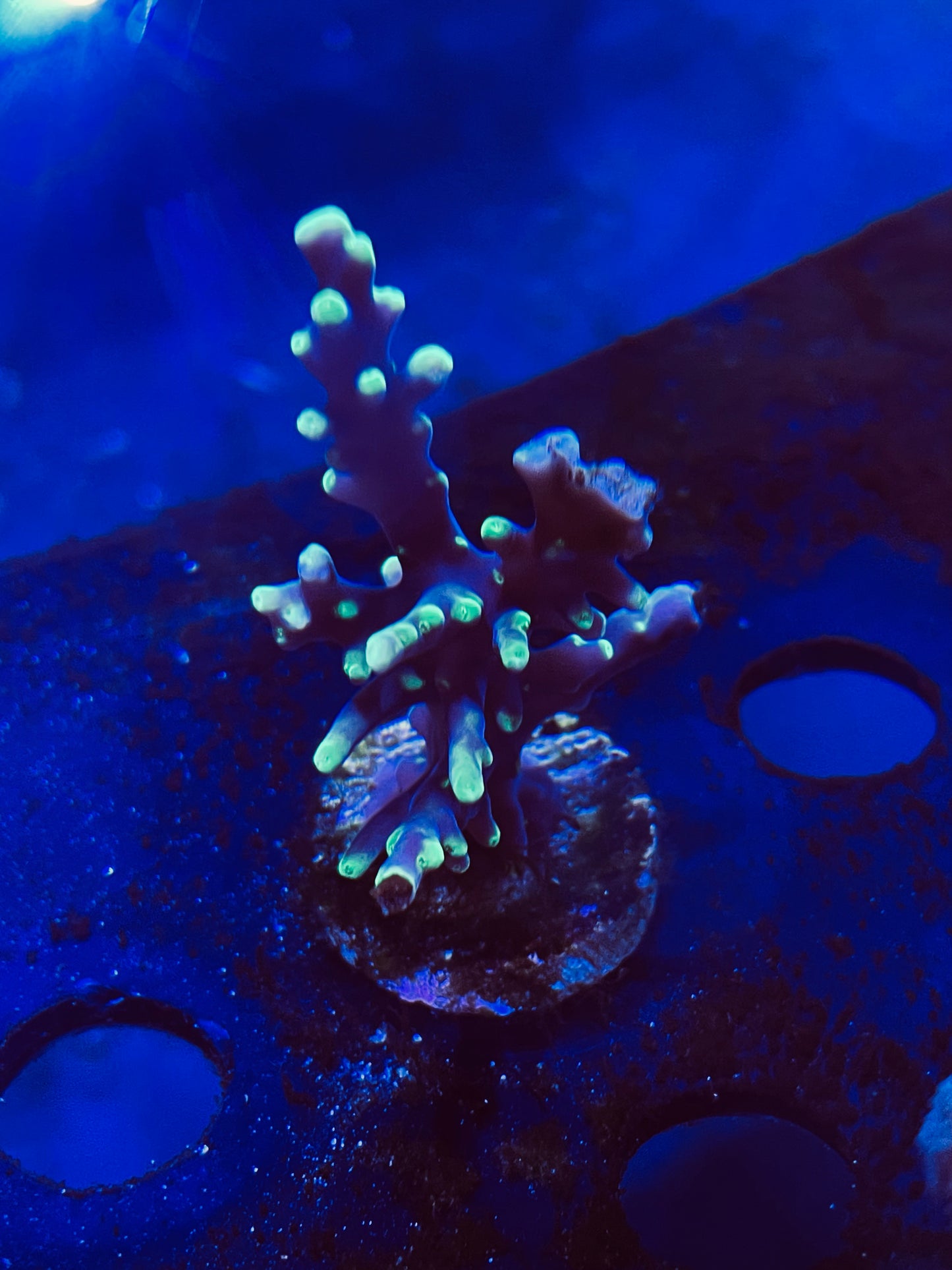 Pac Man Acropora