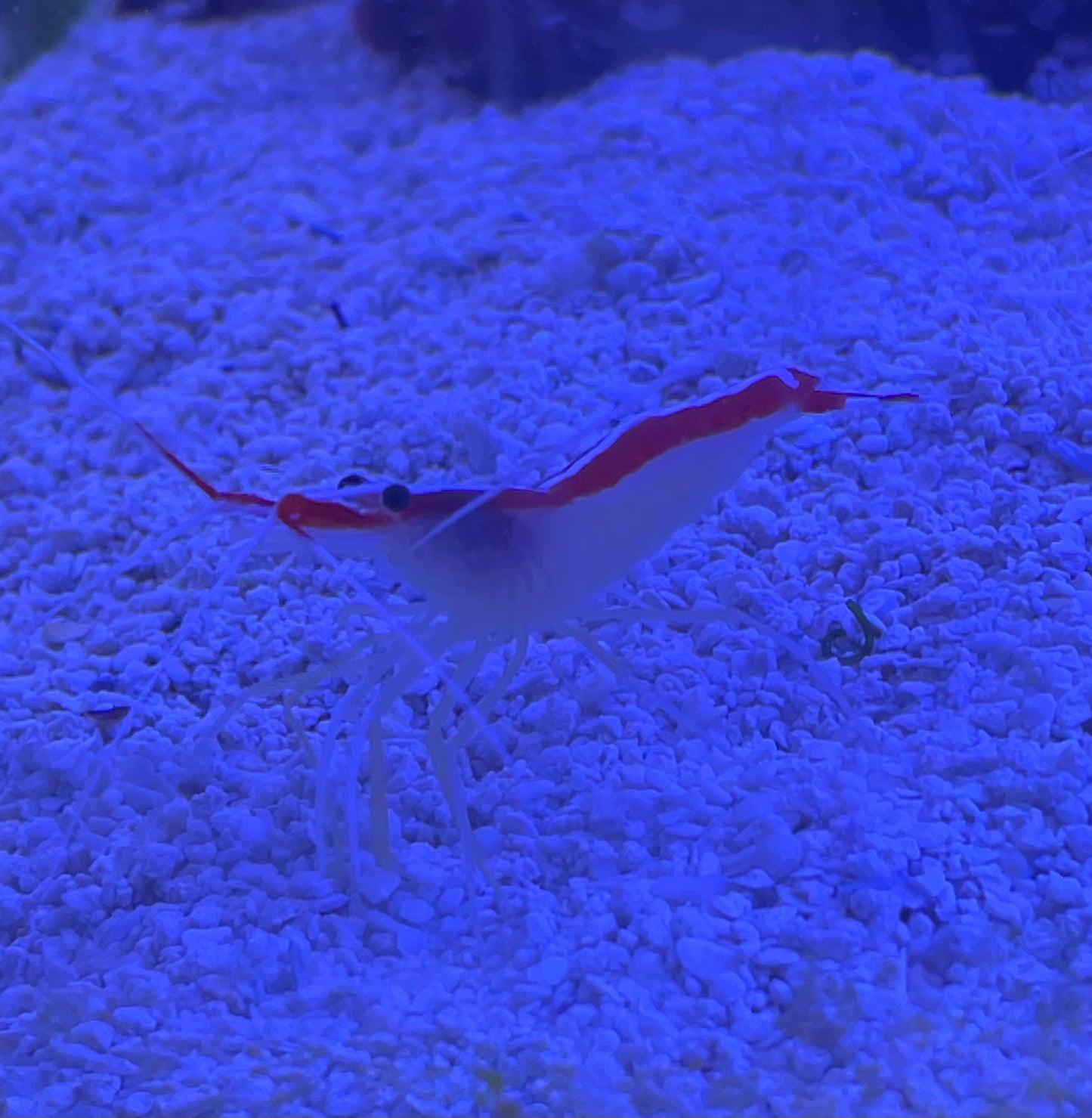Skunk Cleaner Shrimp