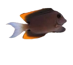 Tomini Tang