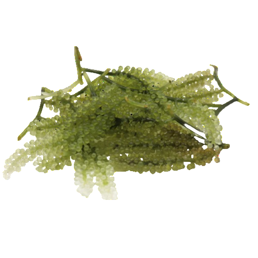 Grape Caulerpa