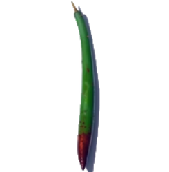 Gousse de Palétuvier Rouge