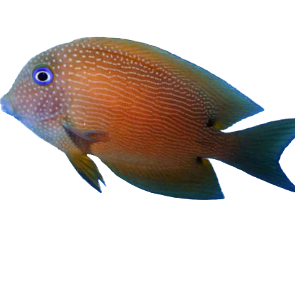 Kole (Blue Eye) Tang