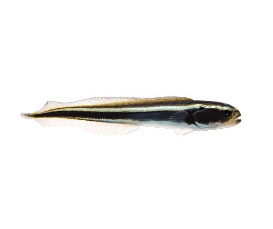 Engineer Goby
