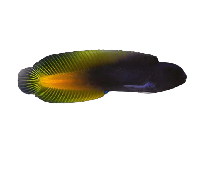 Yellow Tail Black Blenny