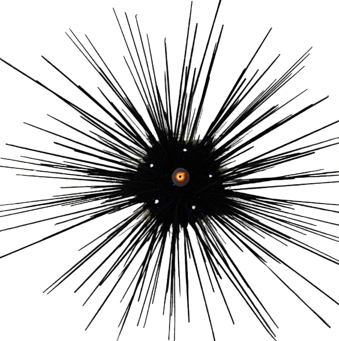 Long Spin Urchin - Small