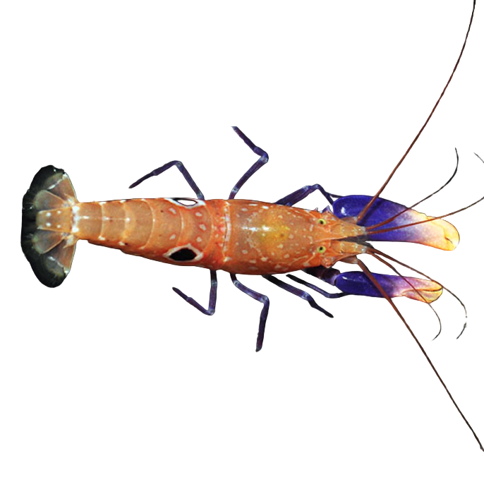 Purple Bullseye Pistol Shrimp