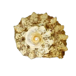 Crowned Turbo Snail