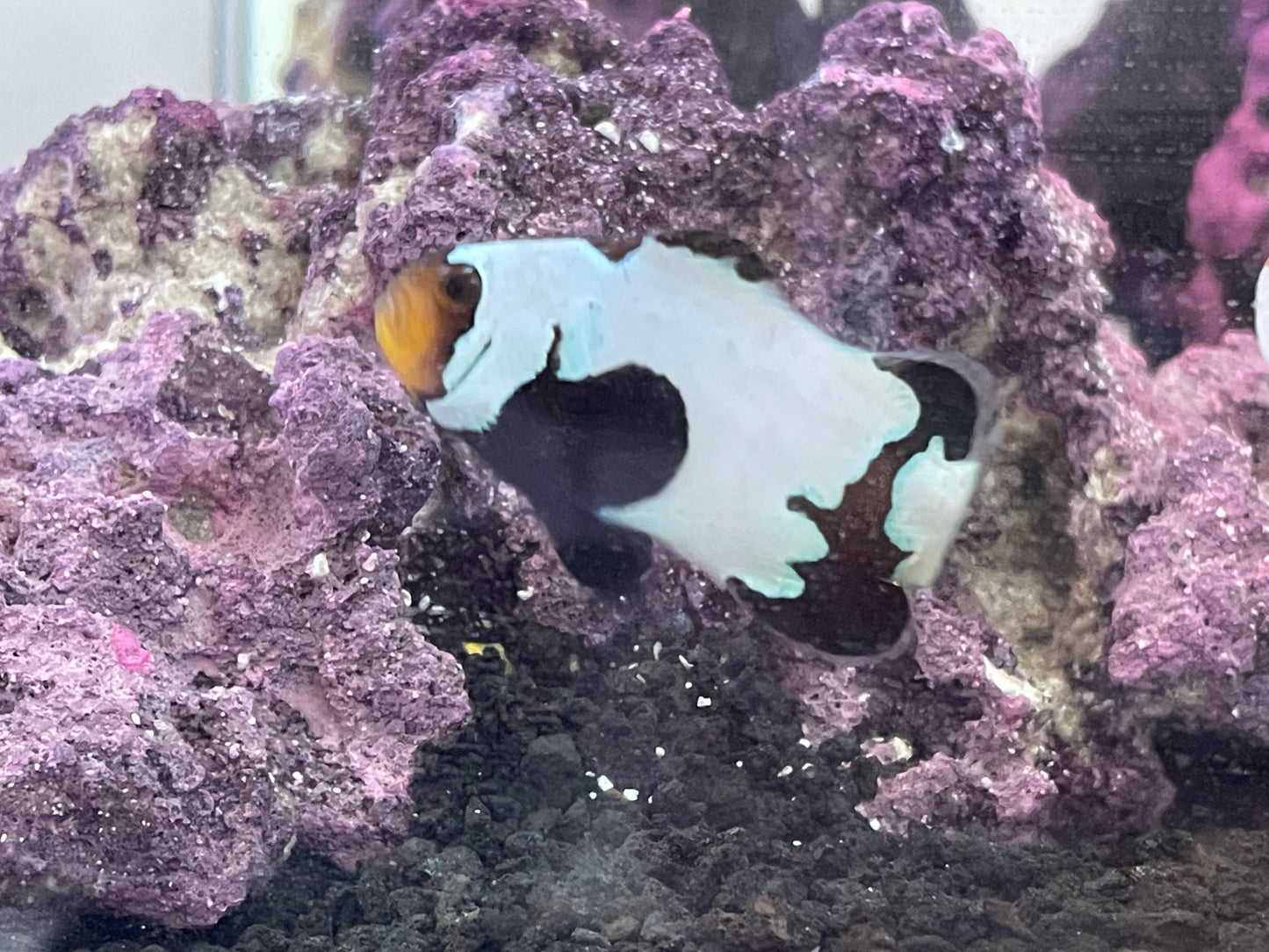 Phantom Clownfish
