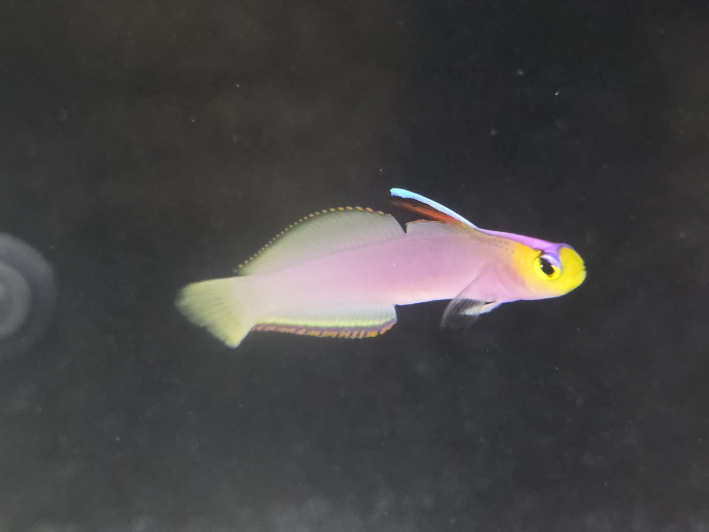 Helfrechi Firefish