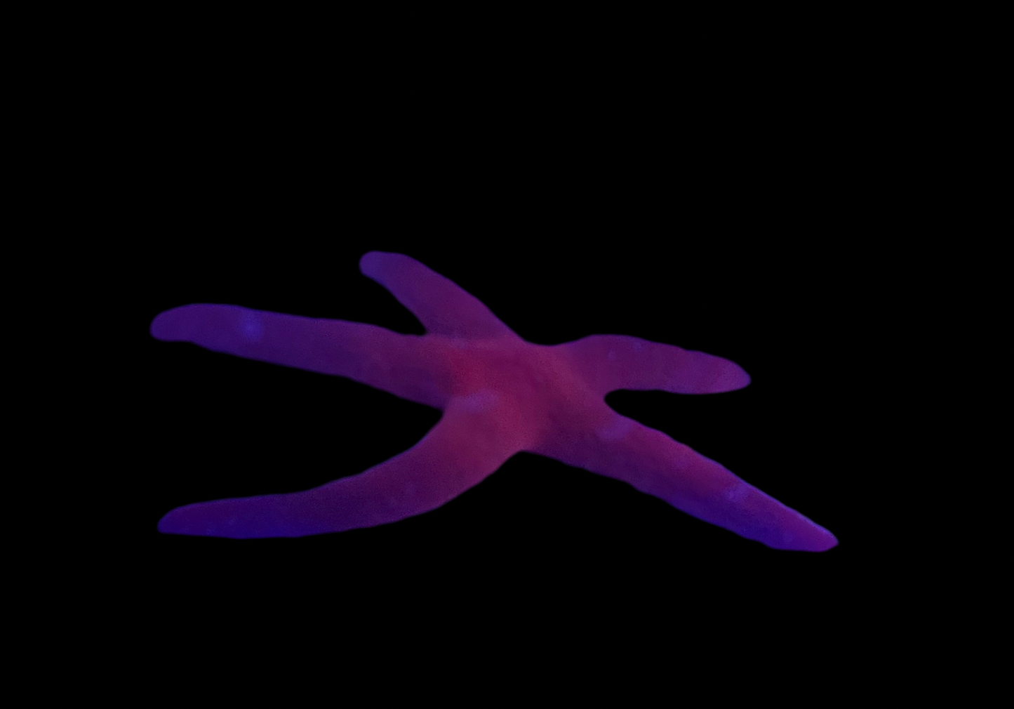 Red Reef Starfish