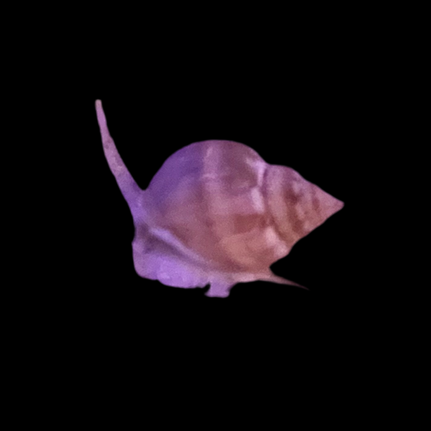 Nassarius