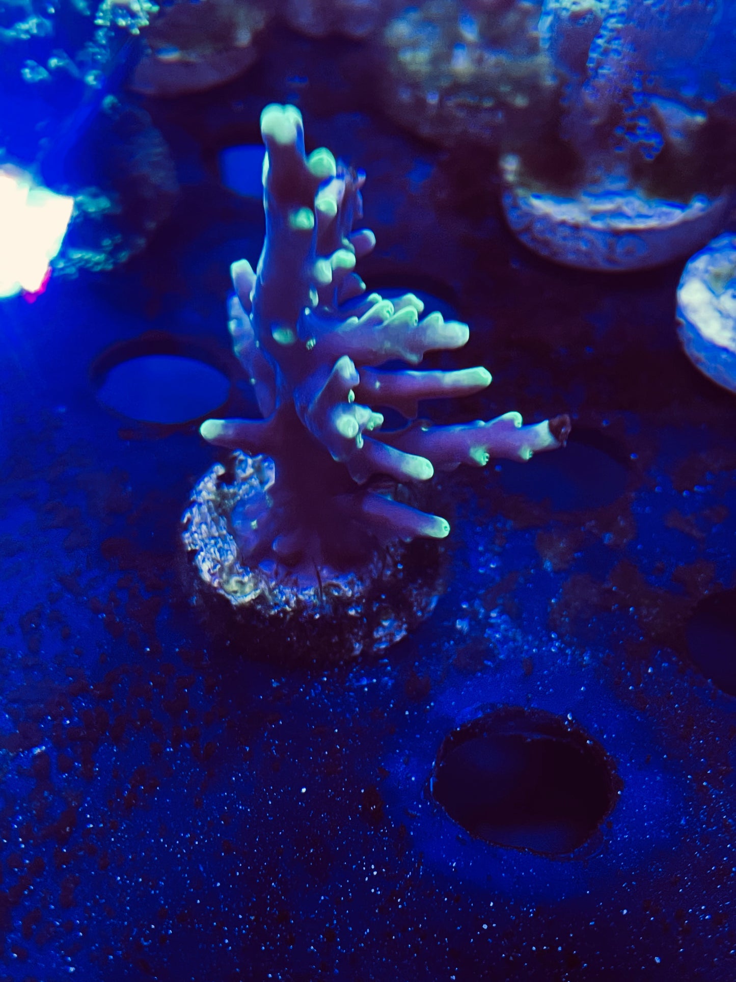 Pac Man Acropora