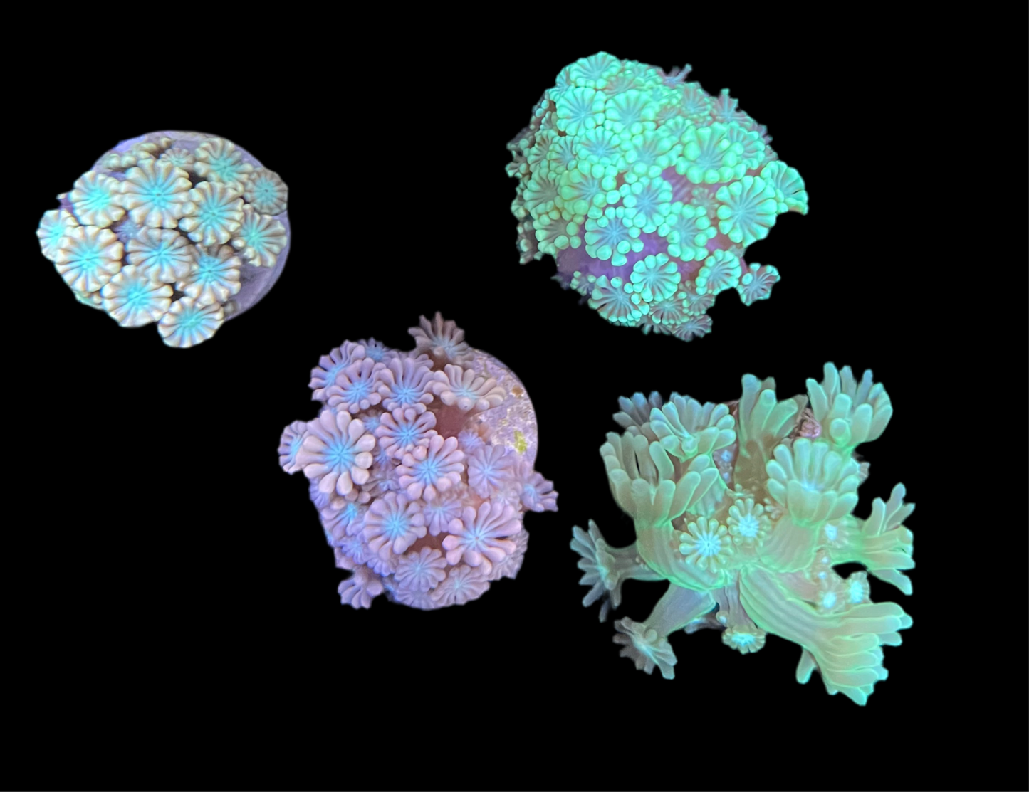 Alveopora Assorti