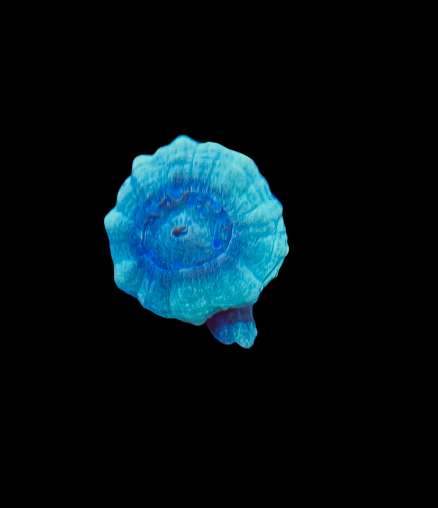 Blue Candy Cane