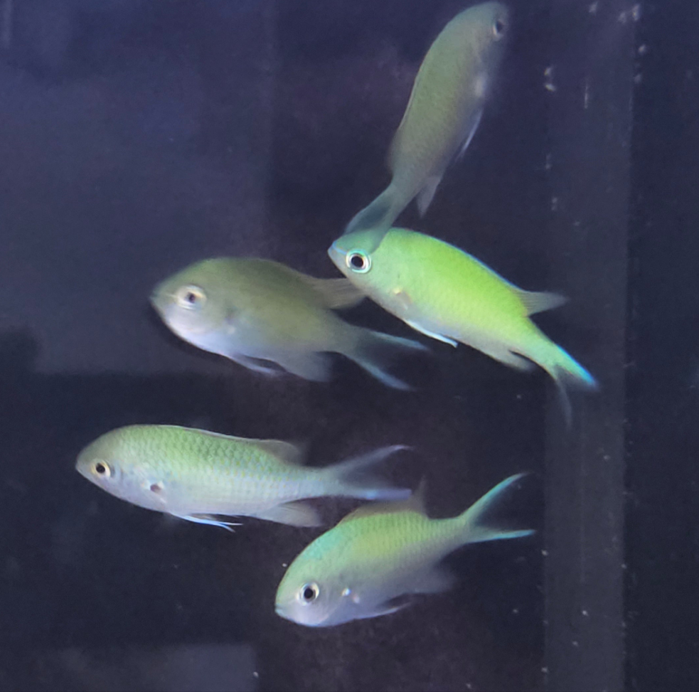 Green Chromis